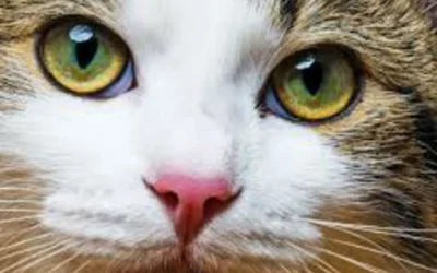 Болезни глаз у кошек и их лечение
