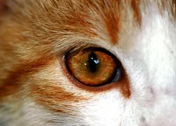 Болезни глаз у кошек