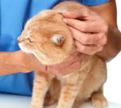 Лечение болезней ушей у кошек