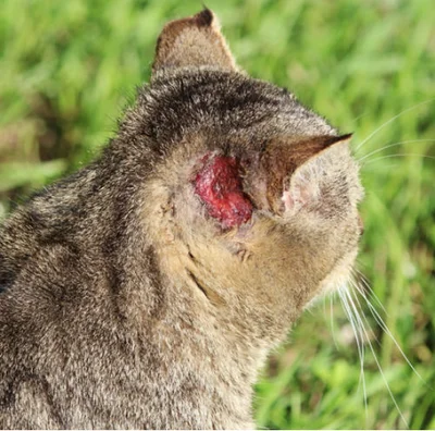 Возможные причины появления болячек на ушах и голове у кошек
