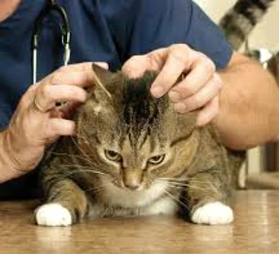 Лечение болячек на шее у кошки