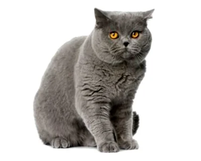 Свое название эта порода кошек получила благодаря схожести шерсти с шиншиллой.