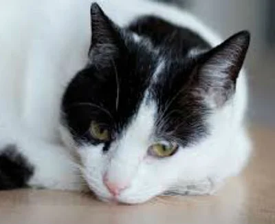 Причины и симптомы бронхита у кошек