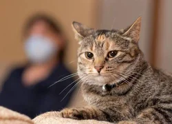 Чем человек может заразить кошку