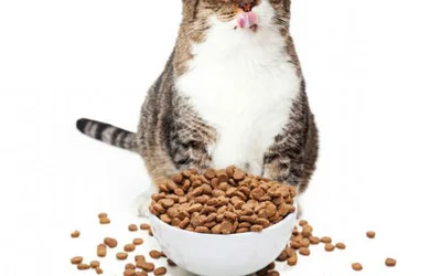 Чем кормить кошку