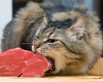 Продукты для кормления кошек натуральной пищей