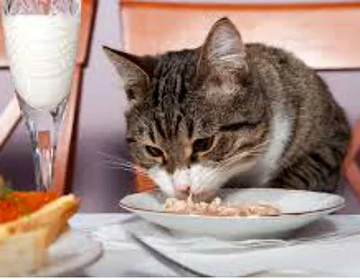 Существует ряд основных правил по отношению организации рациона питания кошки.