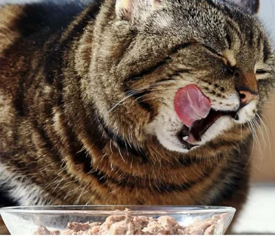 Особенности пищеварения старых кошек
