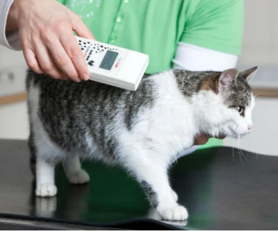 Зачем чипируют кошек