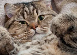 Что такое некроз и чем он опасен для кошки