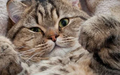 Что такое некроз и чем он опасен для кошки