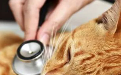 Чумка у кошек - симптомы и лечение