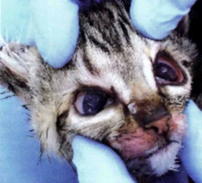 Парвовирус очень заразен для всех домашних и уличных котят и кошек