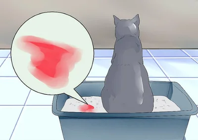 Симптомы цистита у кошек