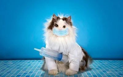 Прививка кошке от лишая - надо ли делать