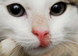 Дерматофитоз кошек