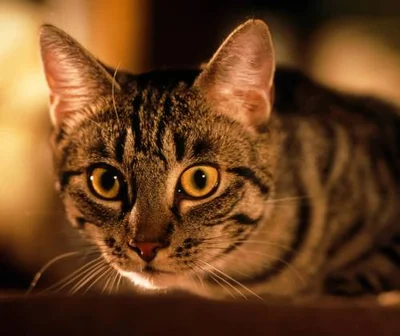 Что такое диагностическая лапаротомия у кошек