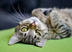 Дисплазия тазобедренного сустава у кошек