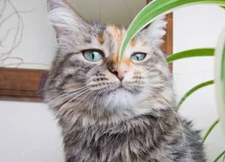 Домашние растения ядовитые для кошек