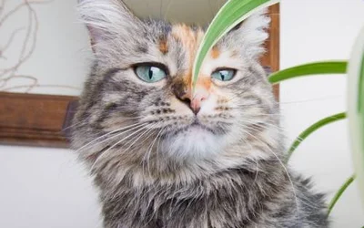 Домашние растения ядовитые для кошек