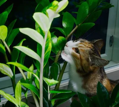 Опасность растений для кошек