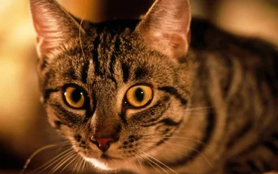 Гематометра у кошек - топ вопросов ветврачу