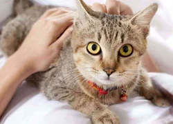 Гепатит у кошек симптомы и лечение