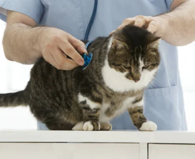 Диагностика и лечение гепатоза у кошек
