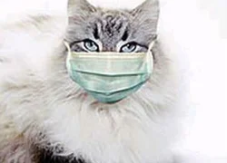 Инфекции у кошек