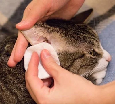 С какого возраста начинают чистить уши котятам