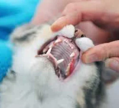 Как приучить кота к чистке зубов