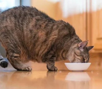 Опасность ожирения для кошек
