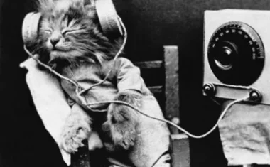 Как кошки реагируют на музыку