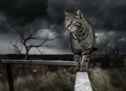 Как кошки реагируют на смену погоды