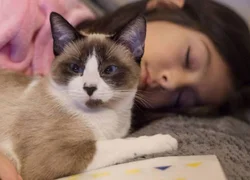 Как кошки снимают стресс у человека