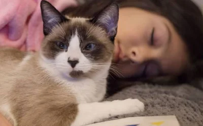 Как кошки снимают стресс у человека