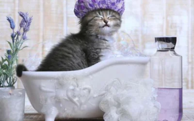 Как мыть кошку