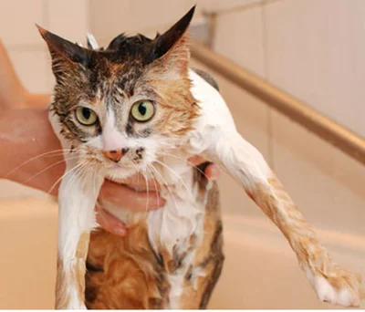 Как часто можно мыть кошку
