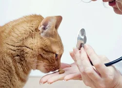 Как отвезти кота к ветеринару