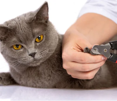 Зачем подстригать когти кошке