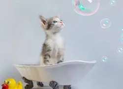 Как правильно купать котенка