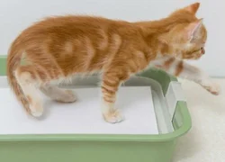 Как приучить котенка к лотку