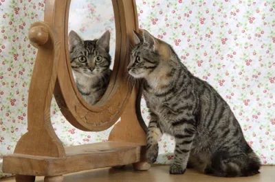 Что видит кошка в зеркале и по телевизору