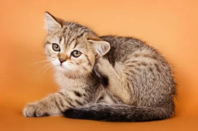 Чтобы котята росли крепкими и здоровыми, должна проводиться обязательная обработка от блох и глистов их матери