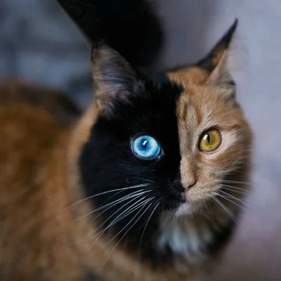 Редкие окрасы кошек