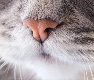Какой нос должен быть у здоровой кошки