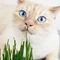 Какую траву едят кошки