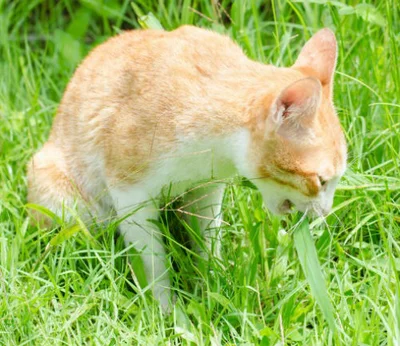 Какую траву можно есть кошкам