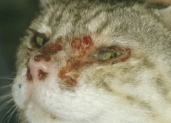 Кальцивирусная инфекция у кошек