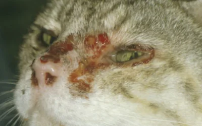 Кальцивирусная инфекция у кошек